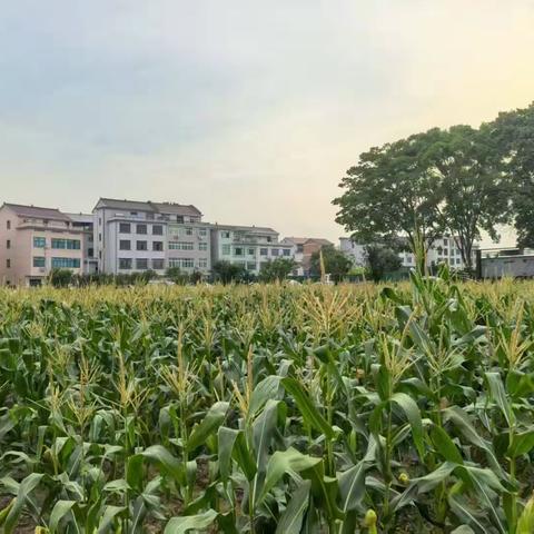玉米熟了，乐享采摘——熟溪小学二（11）班毓秀农场采摘实践活动
