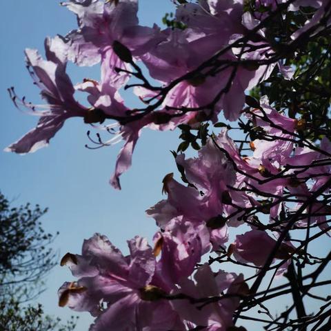 2025.4.10金刚山杜鹃三