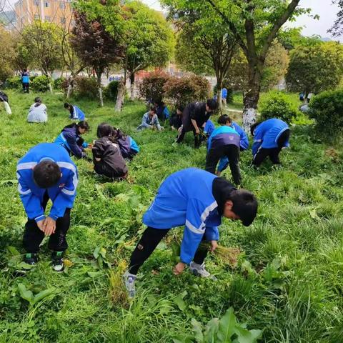 劳动最光荣，绿美校园花——以勒中学开展劳动教育之除草活动