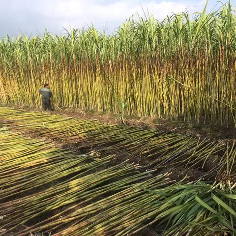甜蜜传承，匠心呈现——义乌红糖与地道风味的完美融合