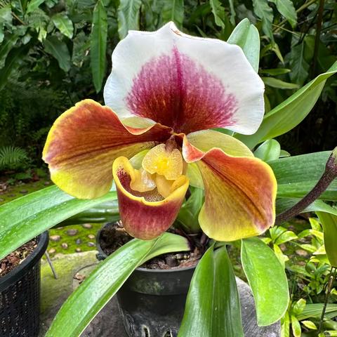 20250315仙湖植物园蝶谷幽兰春日寻幽