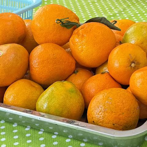 橘子旅行记——陶官小学附设幼儿园中班主题活动