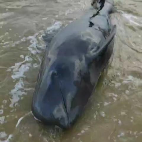 保护海洋生物 搁浅鲸鱼重回大海