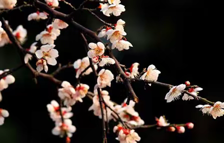 【梅花】孤芳不自赏