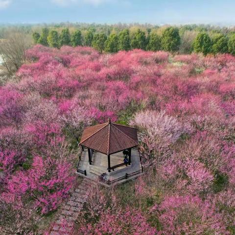 常熟市南湖荡湿地公园梅花季赏梅暨二月二龙抬头民俗文化展示活动~