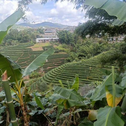 台地茶，老树茶，乔木茶，古树茶