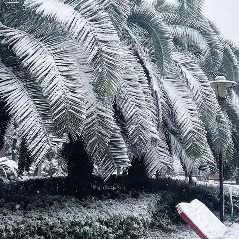 雪落知寒意 姜茶暖人心