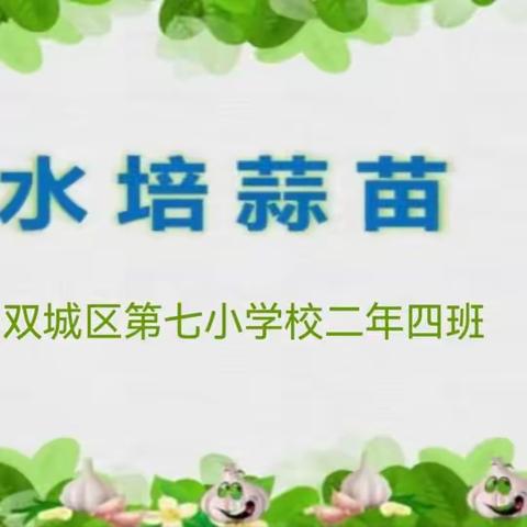 植物研究之水培蒜苗——哈尔滨市双城区第七小学校二年四班