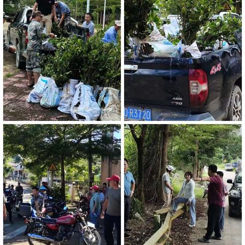 优化产业发展，助力乡村振兴——通什镇开展油茶种植活动