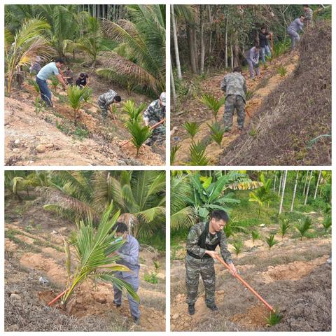 齐心协力护生态，清退槟榔还绿廊-通什镇持续开展道路两侧违规种植槟榔清退专项行动