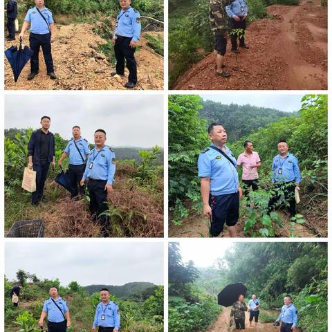 多规大队执法人员联合省林科院，办理2023年森林督查图斑案件。