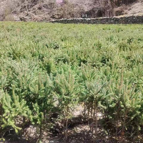 甘肃省森林草原防灭火指挥部办公室关于切实做好清明节前后森林草原火灾防控工作的要求