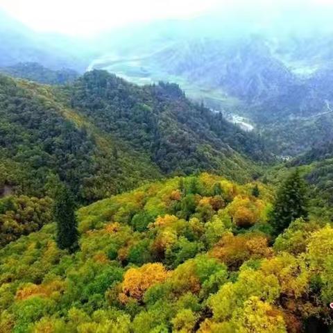 甘肃省双总林长签发2026年第3号总林长令