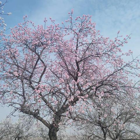 春风十里杏花开             一一内丘追花记