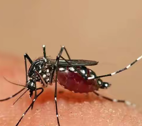 开学季，学校为什么要提前做好有害生物防制工作？