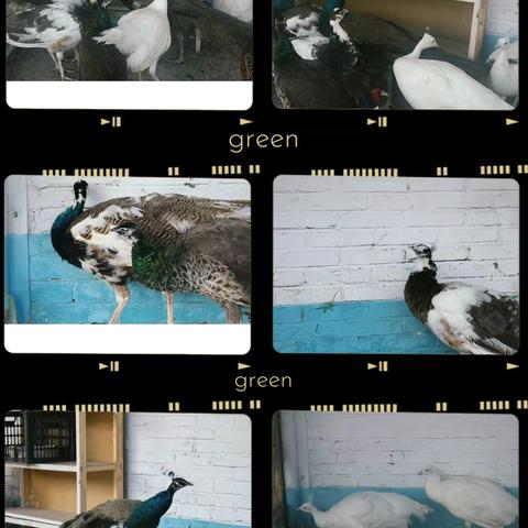 羽翼下的课堂：松山区大夫营小学生态校园简介