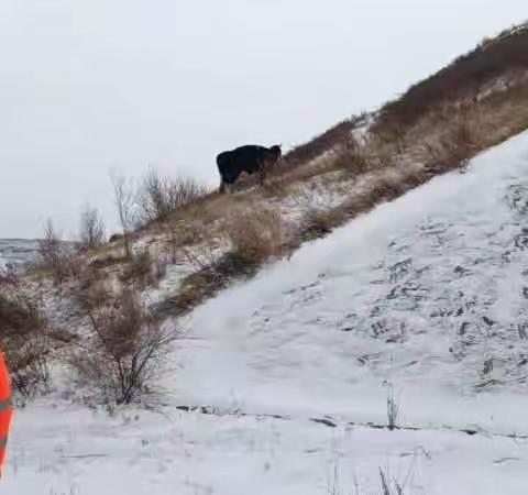 黄牛雪中“散步”  养护及时驱离