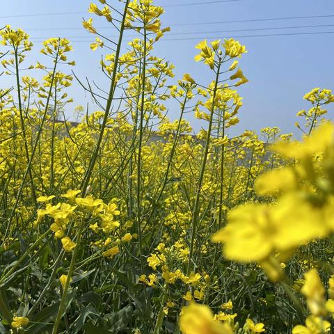 花开灼灼——骨堆集道班