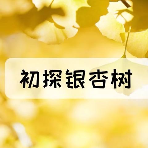 走近银杏树——小班课程故事