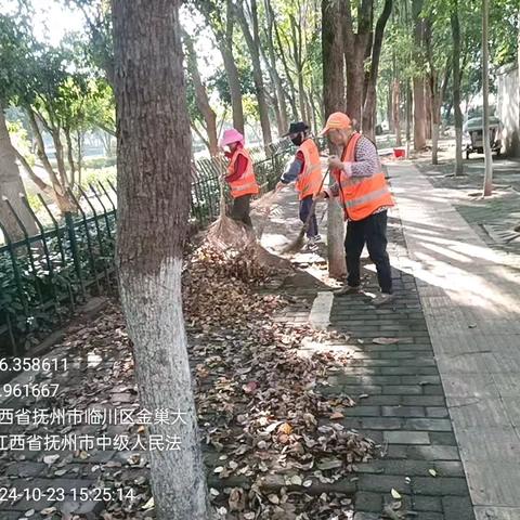 又是一年落叶季  提前部署有效应对