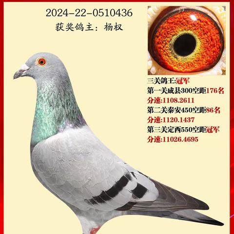 翔鸽中心-2025春特比环