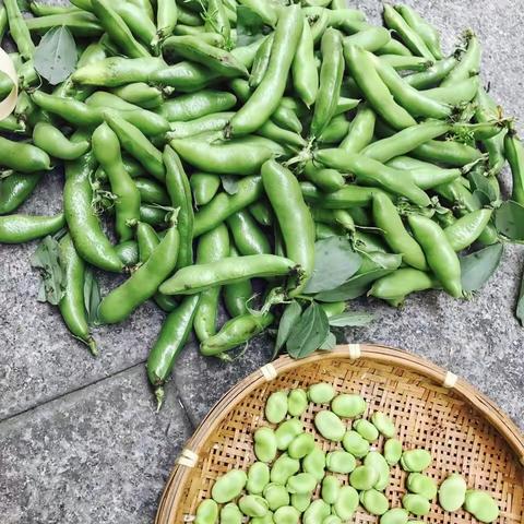 【官渡区第七幼儿园中一班——食育游戏暨劳动技能竞赛】小手剥蚕豆 劳动最快乐