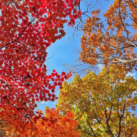 向阳小院半日游活动—走进秋天🍂