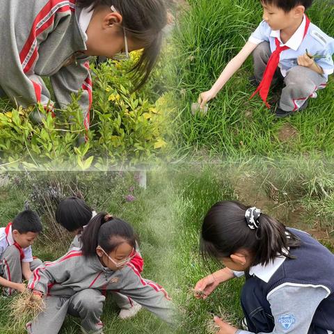 拔草护绿 以劳育美 ——繁峙县实验小学古家庄校区开展劳动实践活动