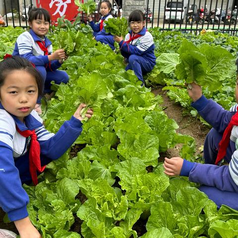 种下爱  种下梦  总有一天会丰收——四（12）班劳动基地成长记