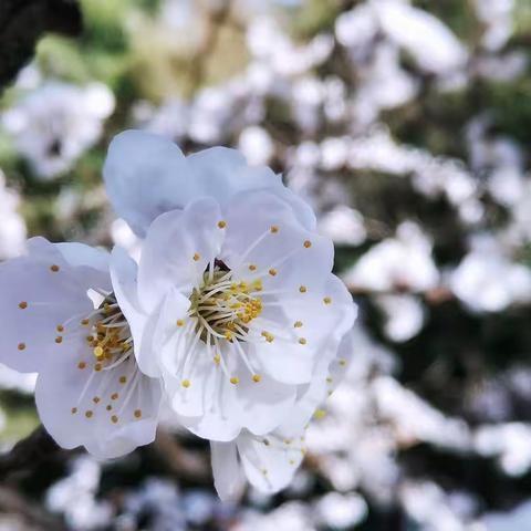 延安希望小学六一中队清明节