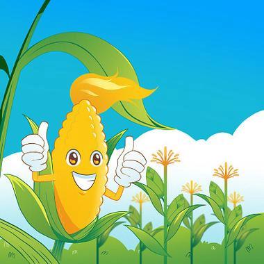 玉米宝宝晒太阳——汉滨区中原镇幼儿园中班农事体验活动