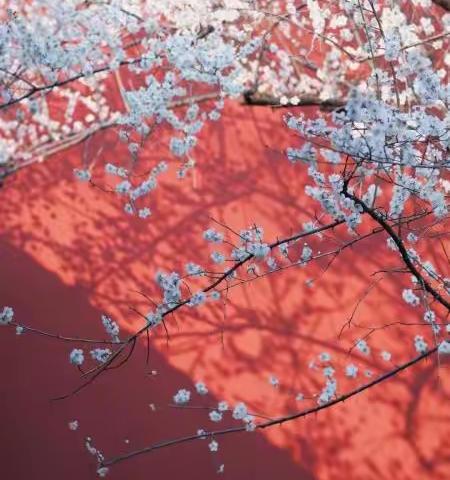 开百花之先，独天下而春——梅花