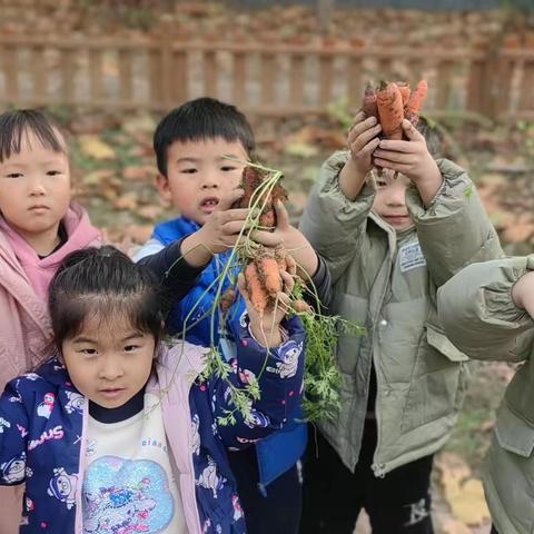 胡萝卜奇遇记—南和区第一幼儿园拔萝卜活动