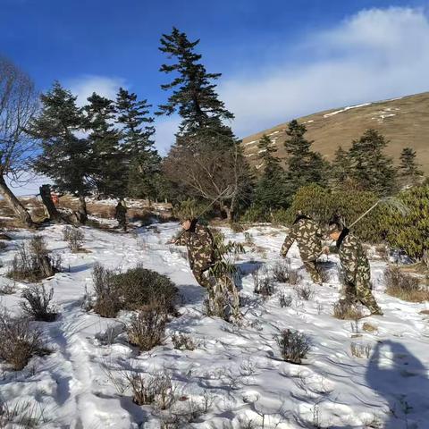 【冬季行动】黄捻子林务员以脚步丈量山林 用巡护捍卫生态家园