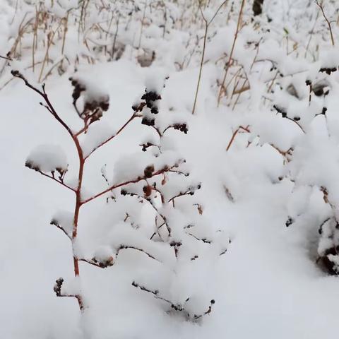 2023年11月6日初冬第一场雪