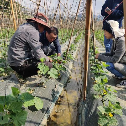 五指山市农业农村局开展冬季瓜菜防寒指导工作