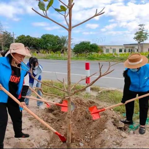【莺歌海镇社工站】环岛旅游公路植树绿化活动