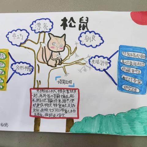 朝阳实验小学98班学生《17松鼠》思维导图实践作业展示