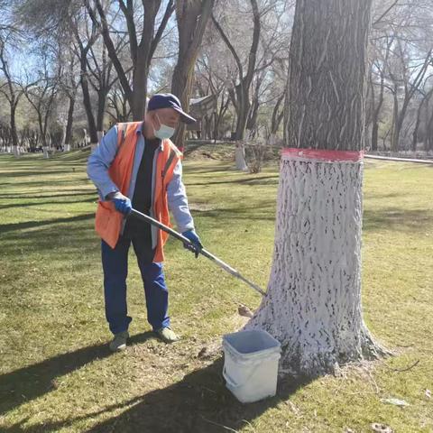 春季树木涂白焕新 守护城市绿意生机 ‍ ‍