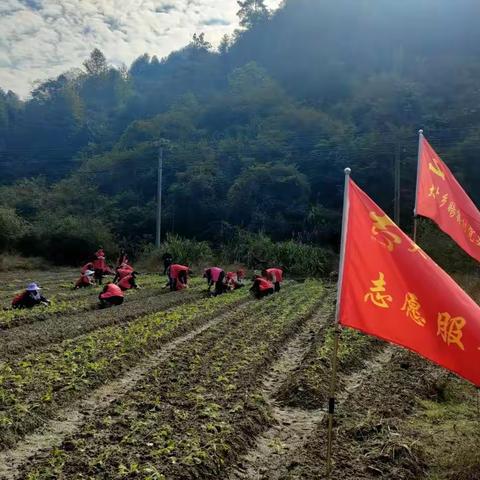 “万名干部进乡村下油菜田”助力油菜冬种