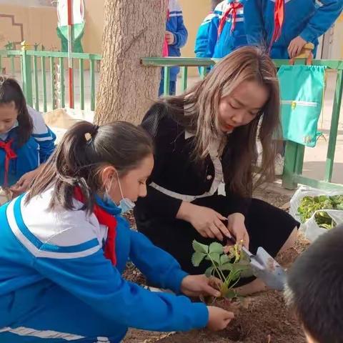 播种希望，“莓”好时光 ——喀什市第十九小学草莓种植实践活动