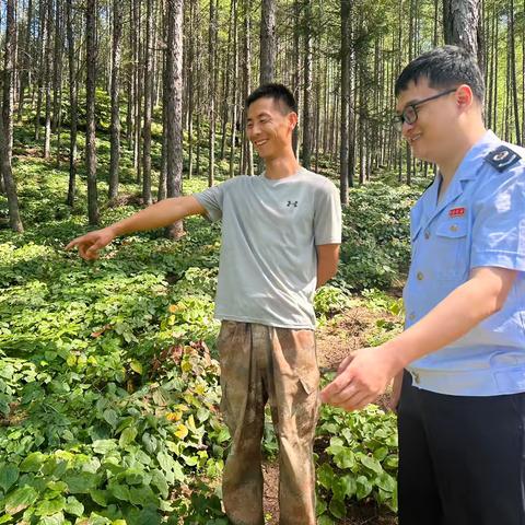 清原县税务局：处暑白露迎秋安   药材飘香促发展