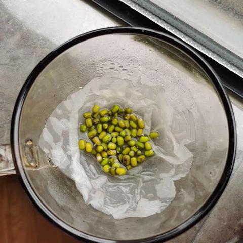 绿豆芽记