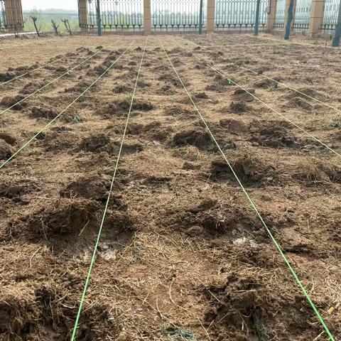 播种向日葵：让阳光洒满濮阳东收费站