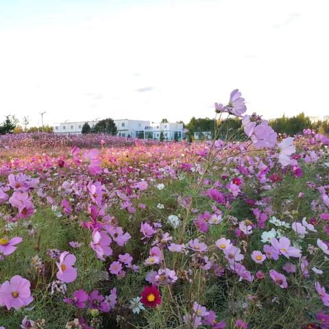 雪里飘香对联集