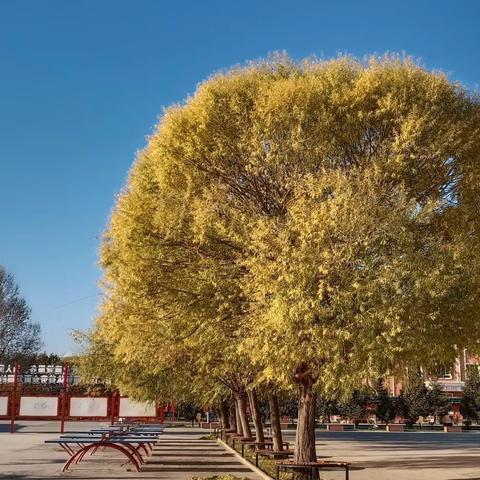 温泉县安格里格中心小学庆三·八活动——愿你芳华自在，愿你笑靥如花