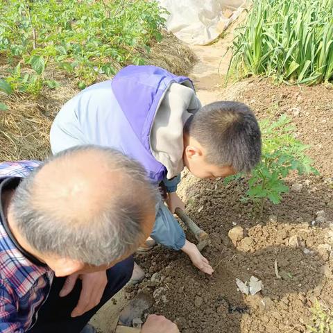 我的葫芦成长记