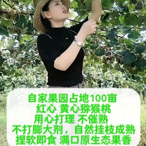 上高免费领猕猴桃啦，红心黄心猕猴桃亲子采摘🎉🎉🎉