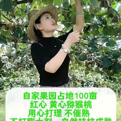 上高免费领猕猴桃吃啦🤤，红心黄心猕猴桃亲子采摘🎉🎉🎉