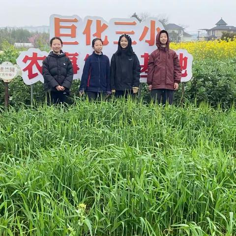 🌱田间劳作砺心志，春日耕耘促成长——巨化三小六（2）班小组实践基地劳动活动纪实
